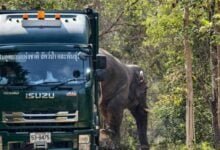 Prachin Buri: Bull elephant successfully returned to natural habitat