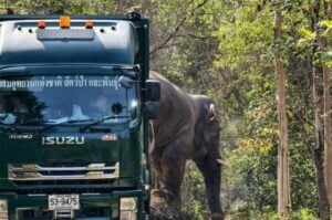 Prachin Buri: Bull elephant successfully returned to natural habitat