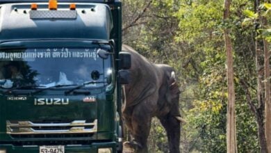 Prachin Buri: Bull elephant successfully returned to natural habitat | Thaiger