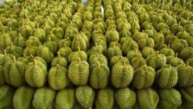 Thailand boosts durian export checks after China ban | Thaiger