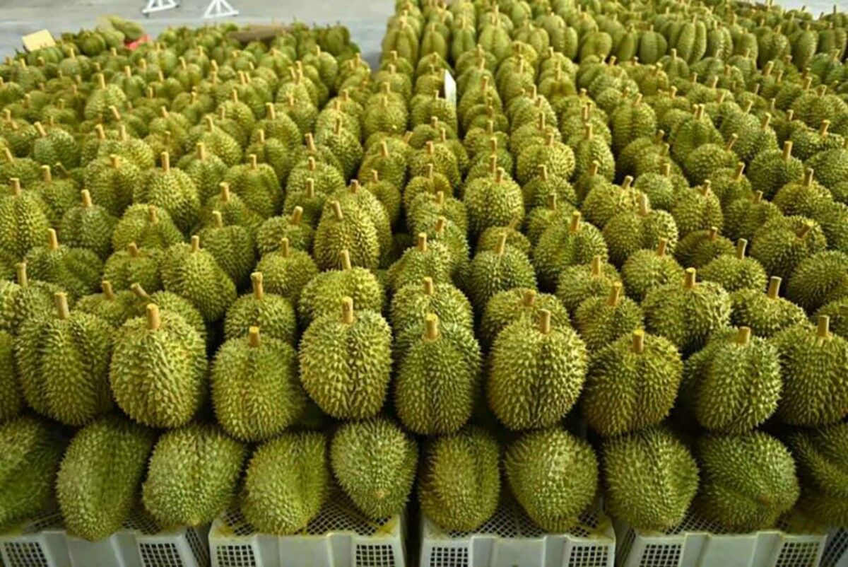 Thailand boosts durian export checks after China ban