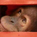 3 orangutans destined for Bangkok seized in smuggling bust | Thaiger