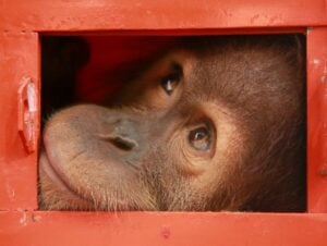 3 orangutans destined for Bangkok seized in smuggling bust