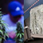 High stakes: Woman nabbed at Norway airport carrying cannabis | Thaiger
