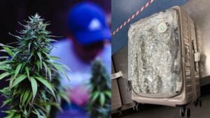 High stakes: Woman nabbed at Norway airport carrying cannabis