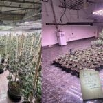 Vietnamese national arrested for illegal cannabis farm in Bangkok | Thaiger