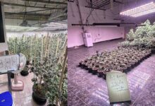 Vietnamese national arrested for illegal cannabis farm in Bangkok