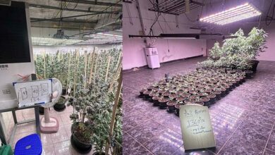 Vietnamese national arrested for illegal cannabis farm in Bangkok