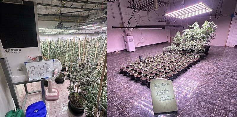 Vietnamese national arrested for illegal cannabis farm in Bangkok