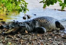 Croc and awe: Rare Siamese crocodiles spark conservation hope