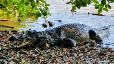 Croc and awe: Rare Siamese crocodiles spark conservation hope