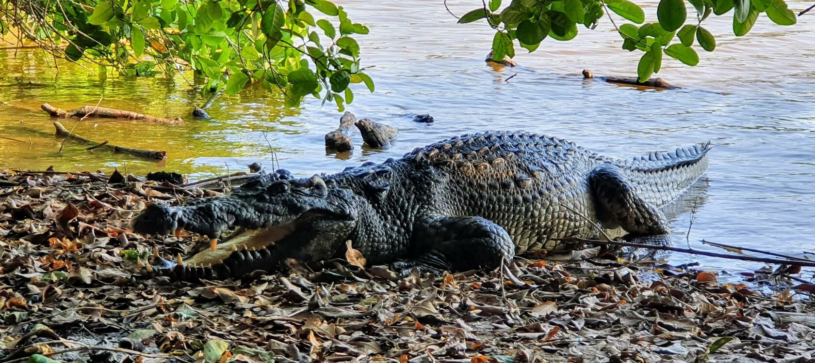 Croc and awe: Rare Siamese crocodiles spark conservation hope