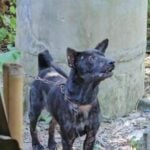 Tragic death in Saraburi: Man killed by his own dog | Thaiger