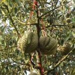 Thai durian exporters face losses due to new Chinese regulations