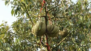 Thai durian exporters face losses due to new Chinese regulations | Thaiger