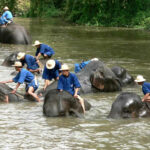 Spanish tourist&#8217;s dream trip turns deadly at Thai elephant care centre | Thaiger