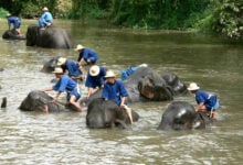 Spanish tourist’s dream trip turns deadly at Thai elephant care centre