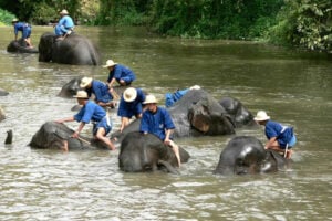 Spanish tourist’s dream trip turns deadly at Thai elephant care centre