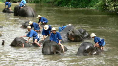 Spanish tourist’s dream trip turns deadly at Thai elephant care centre