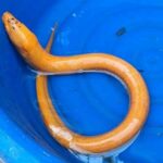 Golden eel with number-like markings found in Phayao pond | Thaiger