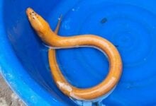 Golden eel with number-like markings found in Phayao pond