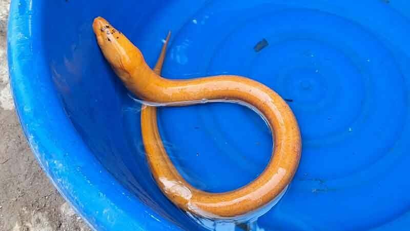 Golden eel with number-like markings found in Phayao pond