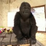 Gorilla smuggling plot uncovered after Istanbul Airport seizure | Thaiger