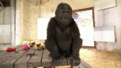 Gorilla smuggling plot uncovered after Istanbul Airport seizure