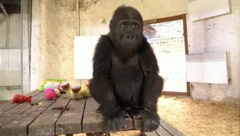 Gorilla smuggling plot uncovered after Istanbul Airport seizure