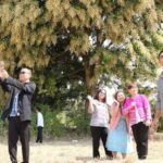 Spectacular 70 year old mango tree in Surin draws crowds | Thaiger