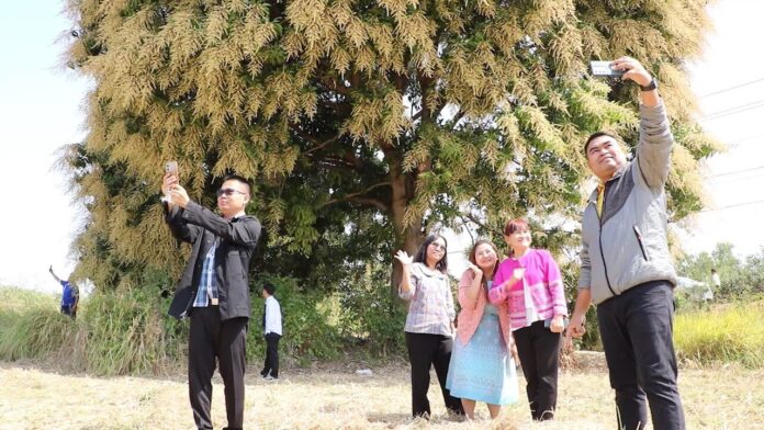 Spectacular 70 year old mango tree in Surin draws crowds