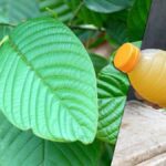 Thai FDA approves kratom use for health and economic benefits | Thaiger