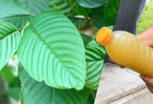 Thai FDA approves kratom use for health and economic benefits