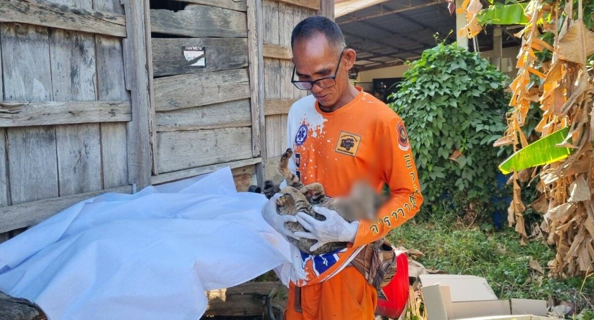 Buriram stray cat survives dart attack, raises 10,000 baht for care