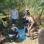 Rice paddy search turns grim as baby girl&#8217;s body found in Sisaket | Thaiger