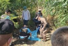 Rice paddy search turns grim as baby girl’s body found in Sisaket