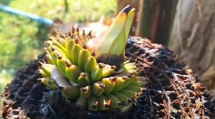 Banana plant in Phayao sparks lottery frenzy with unique bud | News by Thaiger