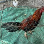 Cock-a-doodle-don’t: Man’s heart can’t take noisy neighbour’s roosters | Thaiger