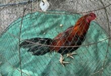 Cock-a-doodle-don’t: Man’s heart can’t take noisy neighbour’s roosters