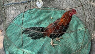 Cock-a-doodle-don’t: Man’s heart can’t take noisy neighbour’s roosters