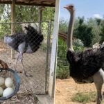 Scrubs to feathers: Retired nurse rakes in a nest egg with ostriches
