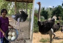 Scrubs to feathers: Retired nurse rakes in a nest egg with ostriches | Thaiger
