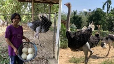 Scrubs to feathers: Retired nurse rakes in a nest egg with ostriches