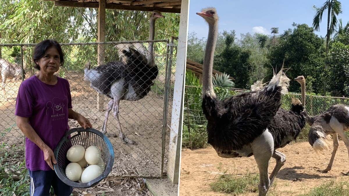 Scrubs to feathers: Retired nurse rakes in a nest egg with ostriches