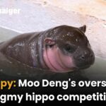 Poppy: Moo Deng&#8217;s overseas pygmy hippo competition | Thaiger