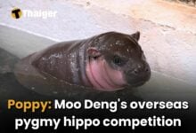 Poppy: Moo Deng’s overseas pygmy hippo competition