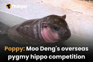 Poppy: Moo Deng’s overseas pygmy hippo competition