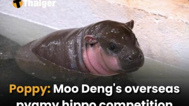 Poppy: Moo Deng’s overseas pygmy hippo competition | Thaiger