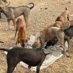 Over 700 stray dogs face starvation in Chachoengsao landfill | Thaiger