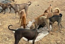 Over 700 stray dogs face starvation in Chachoengsao landfill